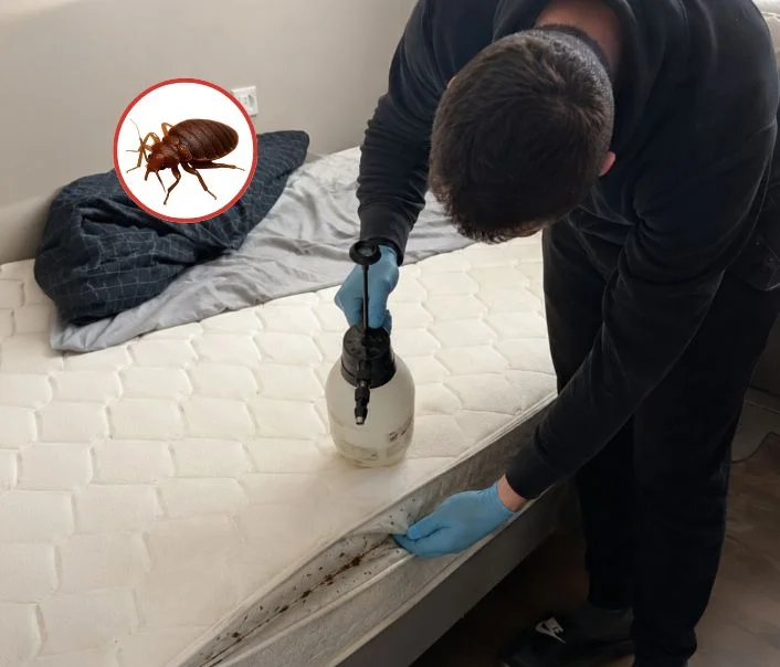 Technicien traitant un matelas contre les punaises de lit à Barbizon